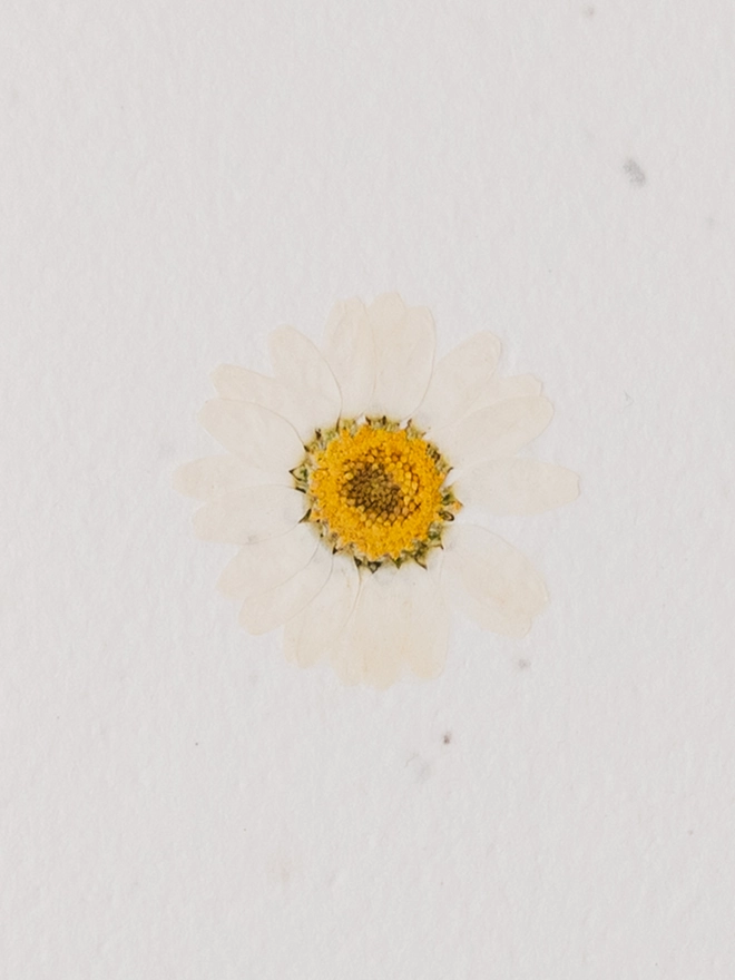 Real Pressed Flower Notecard, White Daisy