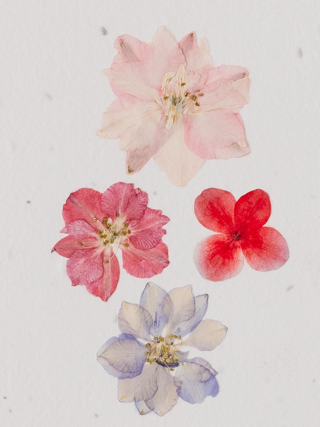 Real Pressed Flower Plantable Card, Pinks