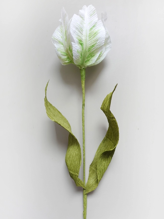 Crepe Paper Parrot Tulip DIY Kit