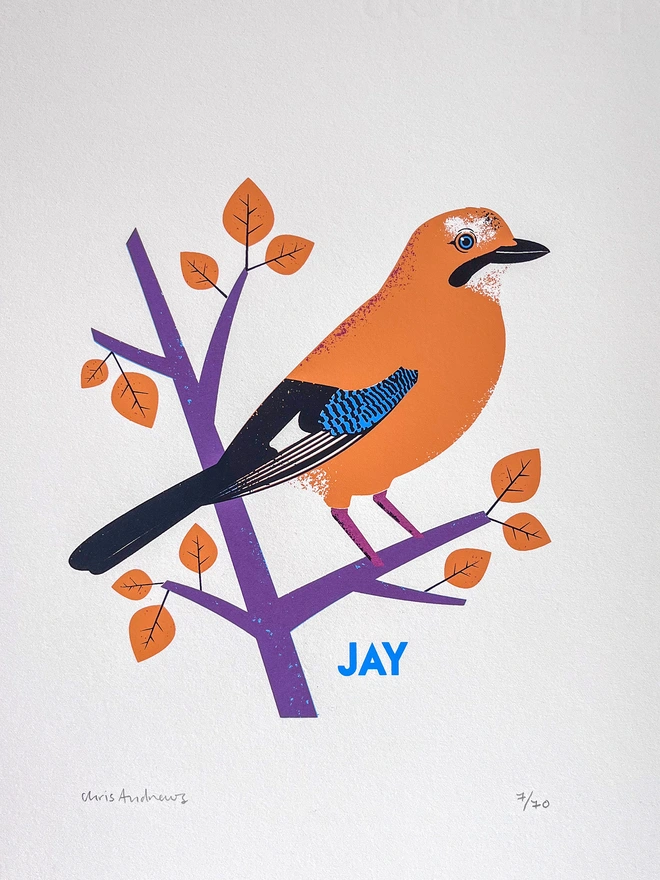 A screenprint of a Jay bird on white paper against a navy blue background.