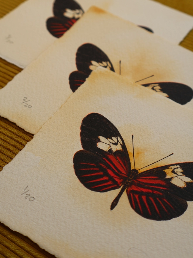 Limited edition screenprint artwork of a Postman Butterfly by London based artist Kath Leone