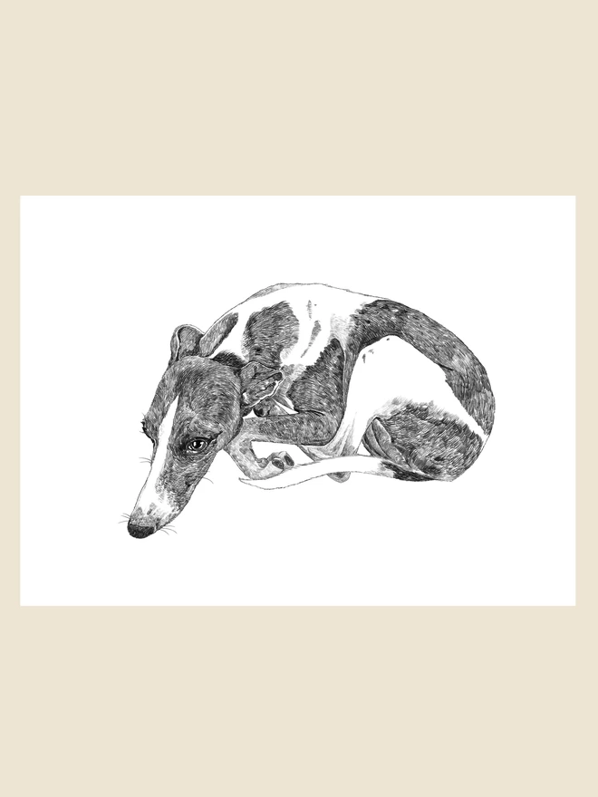 Whippet art print from collection