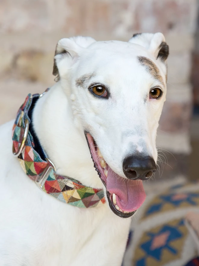 Harlequin Martingale Dog Collar