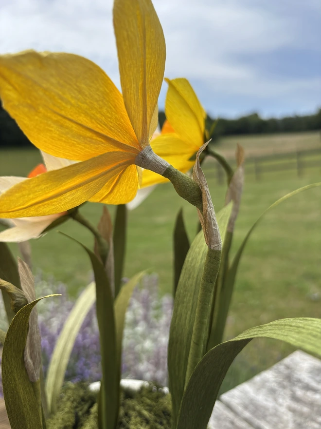 single yellow paper daffodil