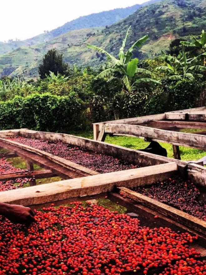 Muki Fruity. A coffee farm.