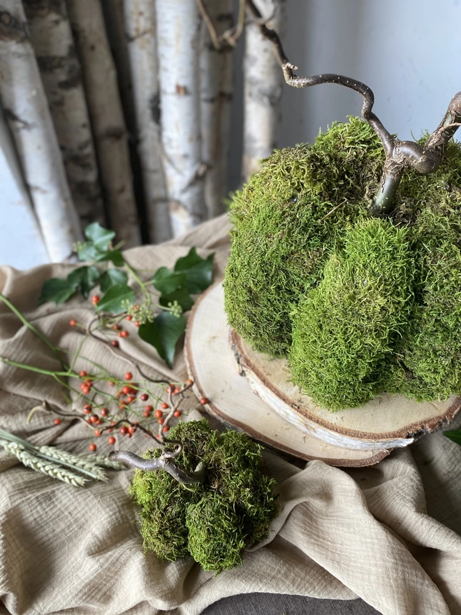 Two Hand Formed Dried Moss Pumpkin with Corylus Stalks, on display with sprigs of red berries, atop soft ruffled cloth