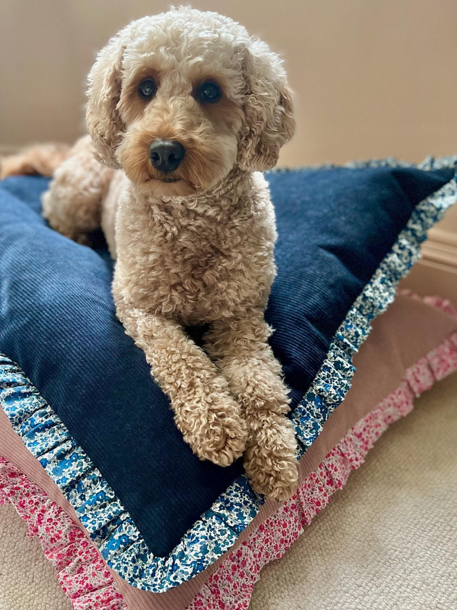 poodle on stack of liberty patterned fabric dog bed cushions