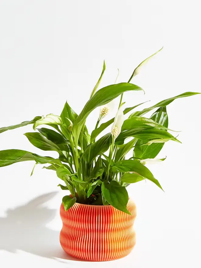 Sustainable 3D Printed Coral Orange Plant Pot, bubble design, against a white background.