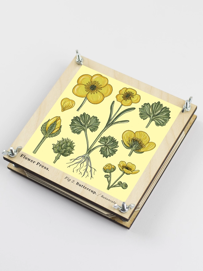 Buttercup Flower press