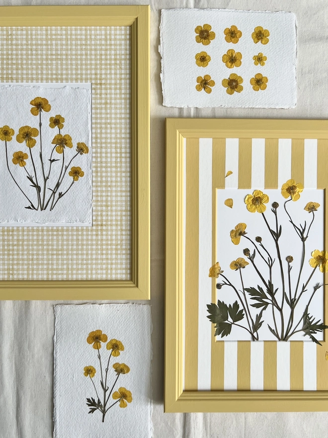 mixed multiple artworks of pressed buttercup flowers