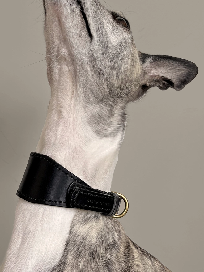 head and neck crop of whippet wearing black collar