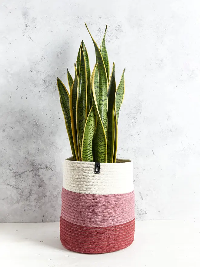 Giant Large Striped Cotton Plant Pot