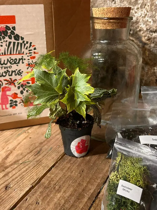 DIY Closed Terrarium Kit, scattered on a wooden table. 