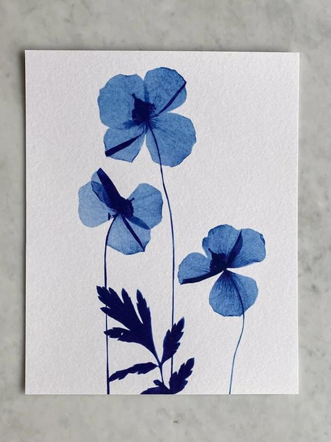Poppies, Papaver cambrica, Botanical X-ray print by Marita Wai, prussian blue flowers on a white background. 