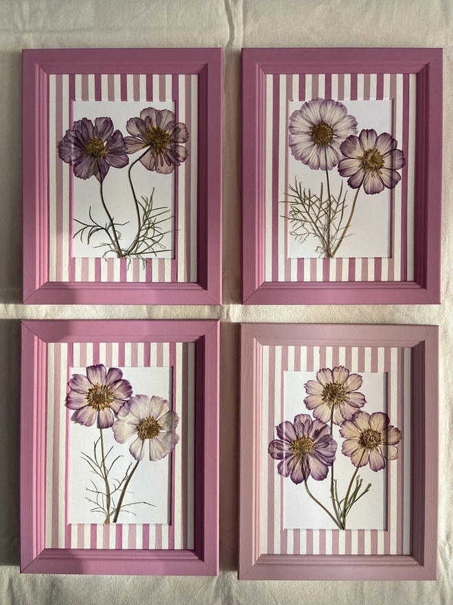 Selection of four pink frames each with pressed cosmos flowers and striped mounts