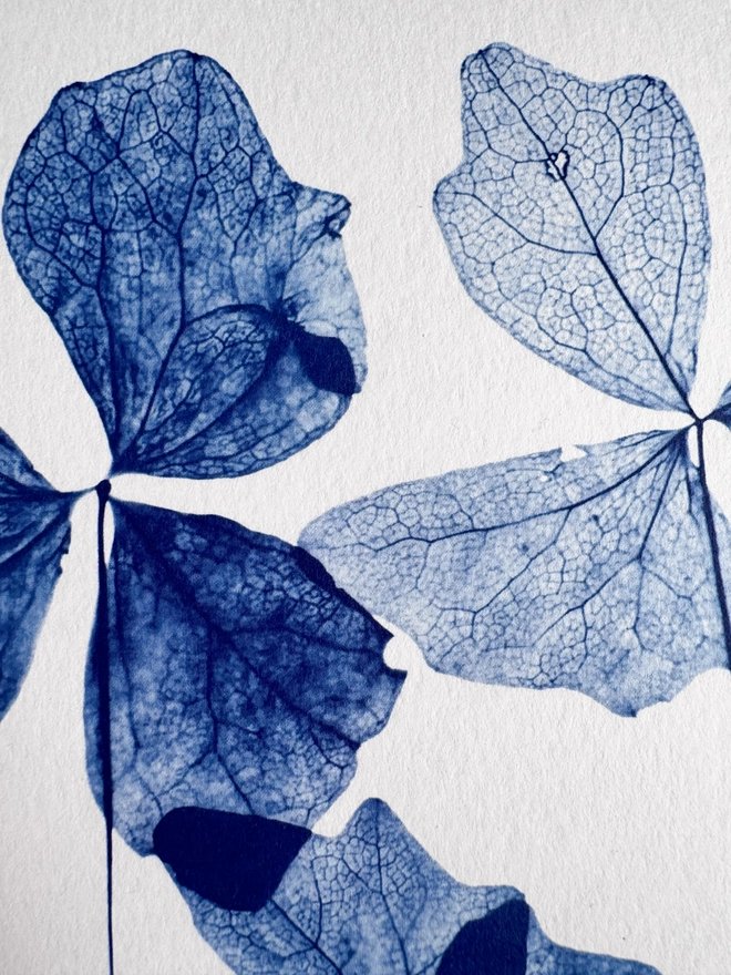 Blue and white Vanilla Leaves Botanical X-ray print from an original Cyanotype 