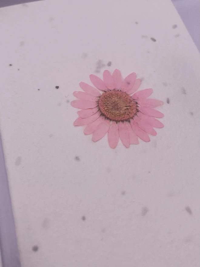 Close up of a pressed pink daisy flower