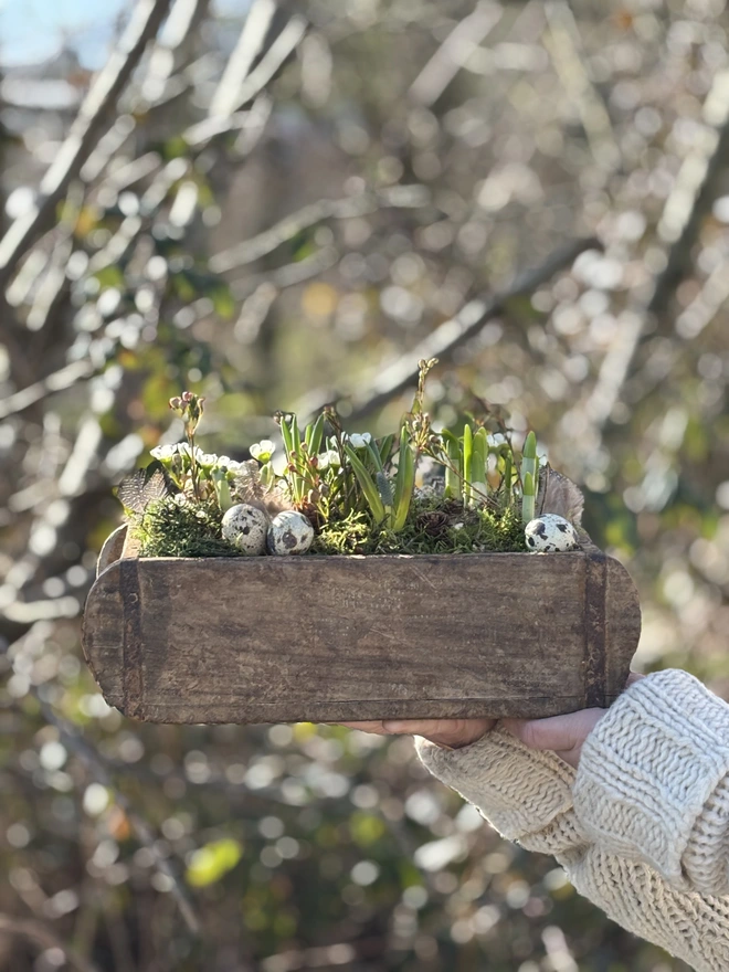 WOODEN BRICK PLANTER WITH SPRING BULB HELD BY HAND