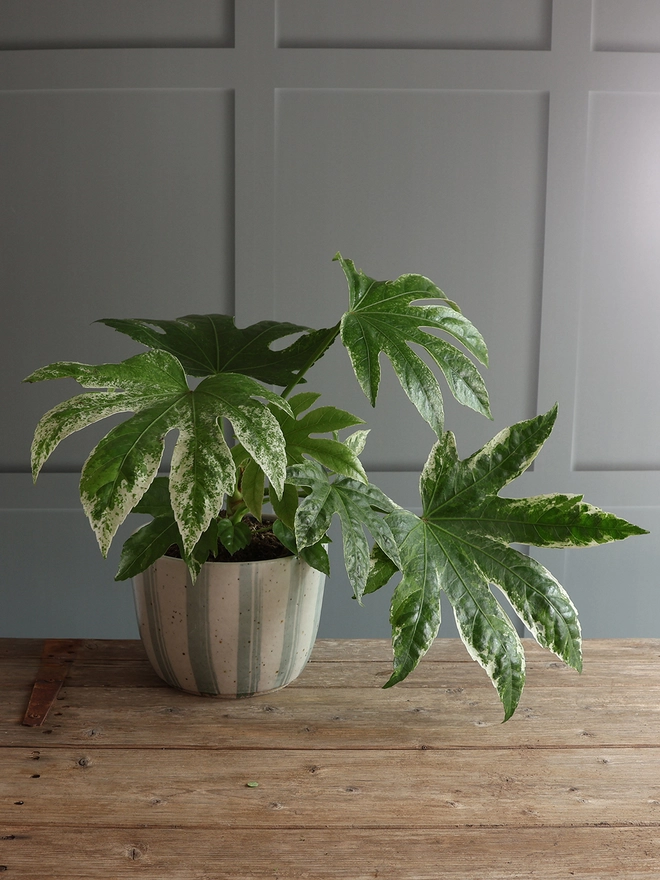 Large Handmade Ceramic Stoneware Plant Pot in Blue and White Stripe sat on a book next to a pair of glasses on wooden table against a panelled background. The plant pot is filled with a leafy ‘spidersweb’ plant. 