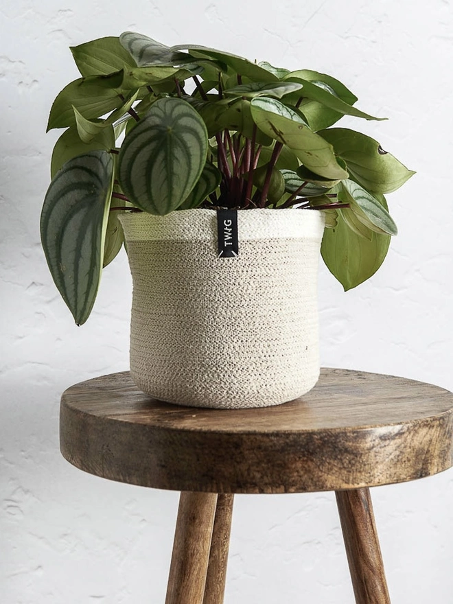 Medium natural cotton plant pot