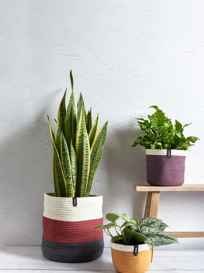 Extra Large Striped Cotton Plant Pot