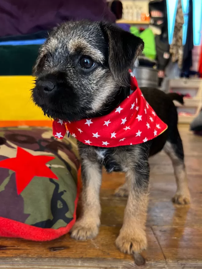 Tie on bandana, double sided showing the star side