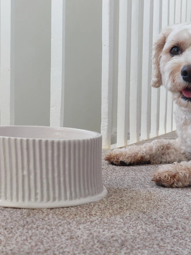 medium dog bowl