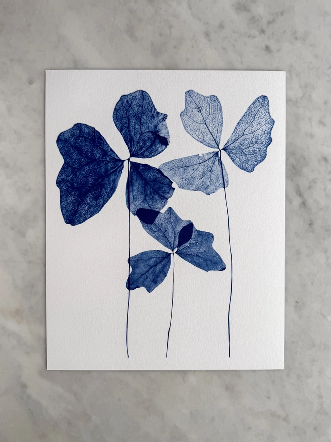 Blue and white Vanilla Leaves Botanical X-ray print from an original Cyanotype 