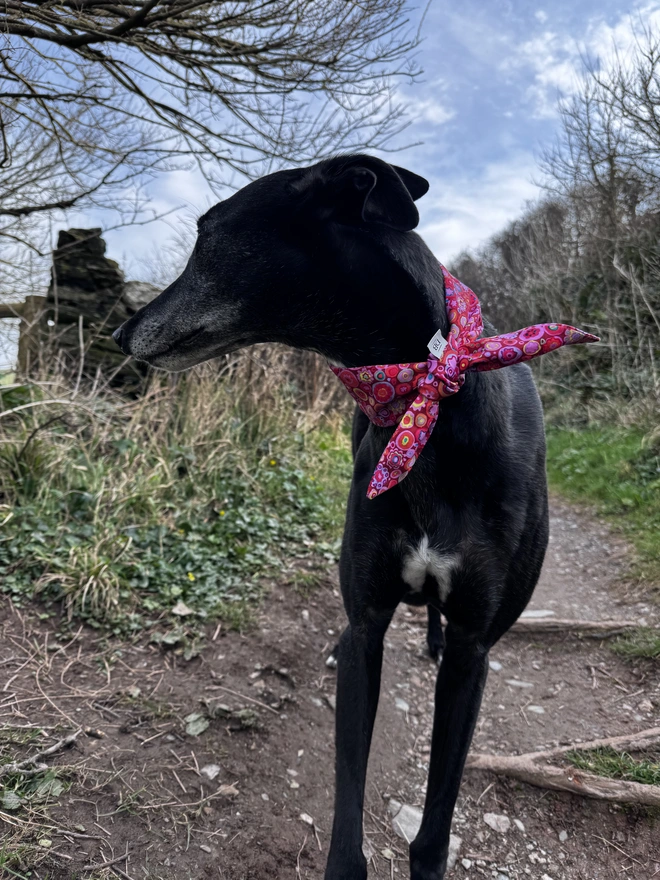 Raspberry Ripple Rock Candy Dog Bandana