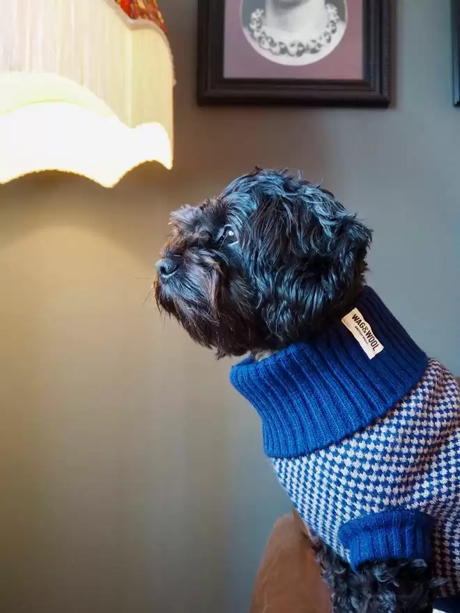 small black dog in a navy dog jumper 