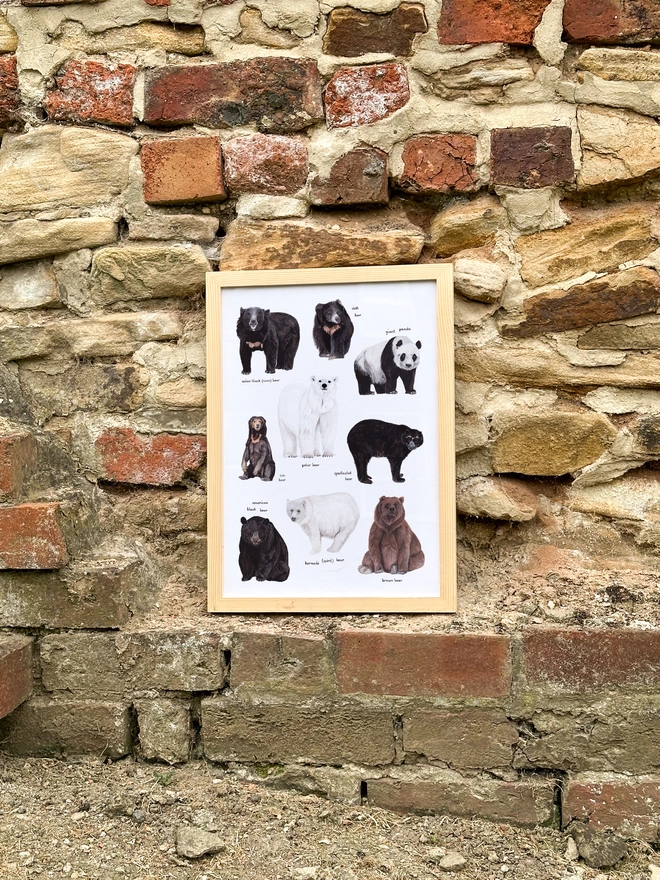 a print featuring illustrations of different bear species from around the world