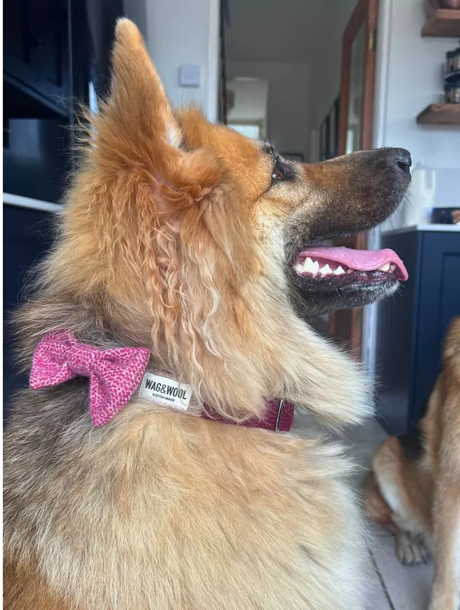 german shepherd in a burgundy dog collar