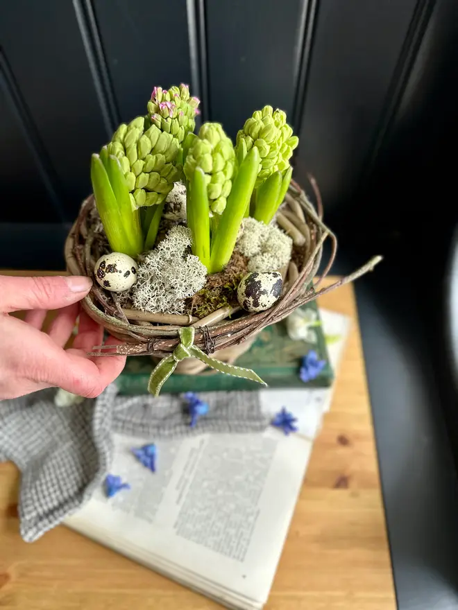 Easter Rattan Flower Pot of Flowering Hyacinths