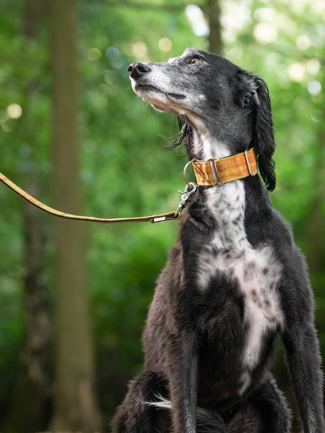 English Mustard Tweed House Dog Collar