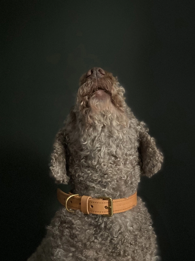 Portrait Of Dog Wearing A Leather Dog Collar