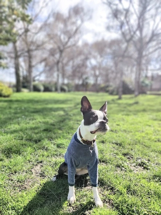 Dorothy Blue Velvet Jumper / Cotton Mix Dog Jumper