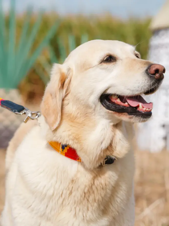 Cute dog wearing a colourful dog collar