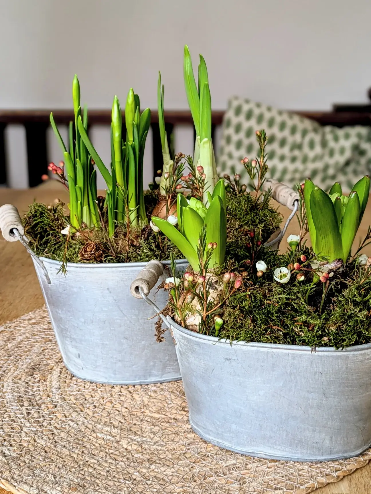 Two Spring Bulbs Oval Zinc Planters Side By Side On a Kitchen Table