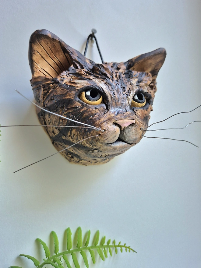 Tabby cat yellow eyes