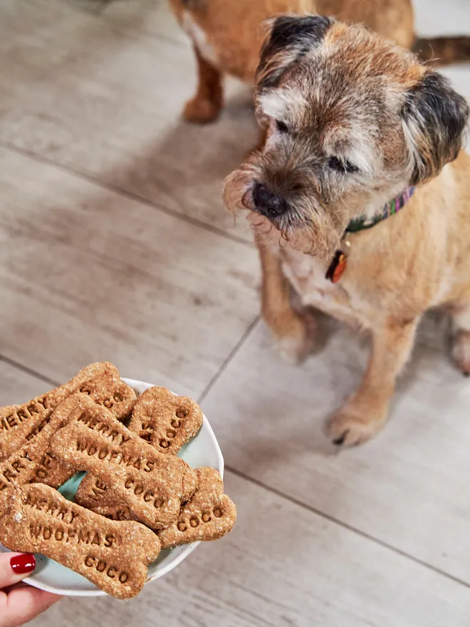 Merry woofmas dog biscuits