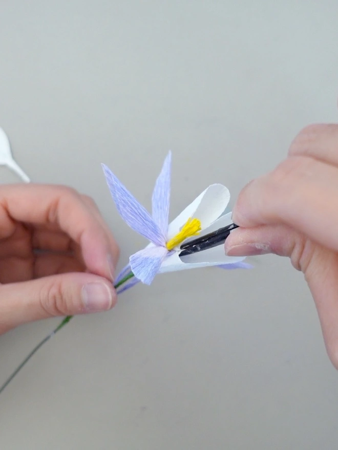 This is a process of making Crepe Paper Columbine Flower (Aquilegia).