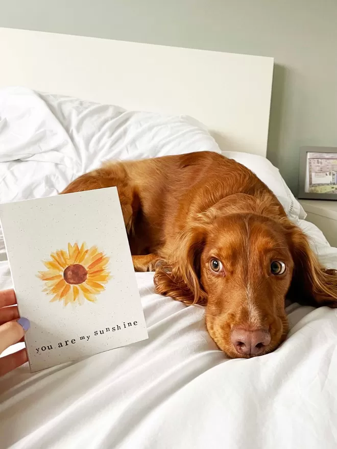 'You Are My Sunshine' Card being held and dog looking at it from the side