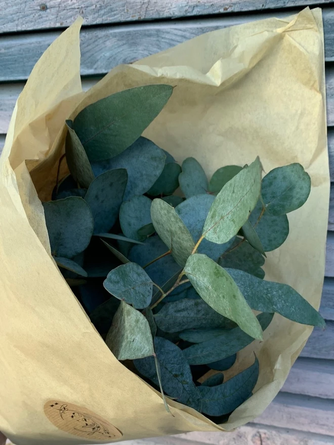 eucalyptus wrapped in tissue paper