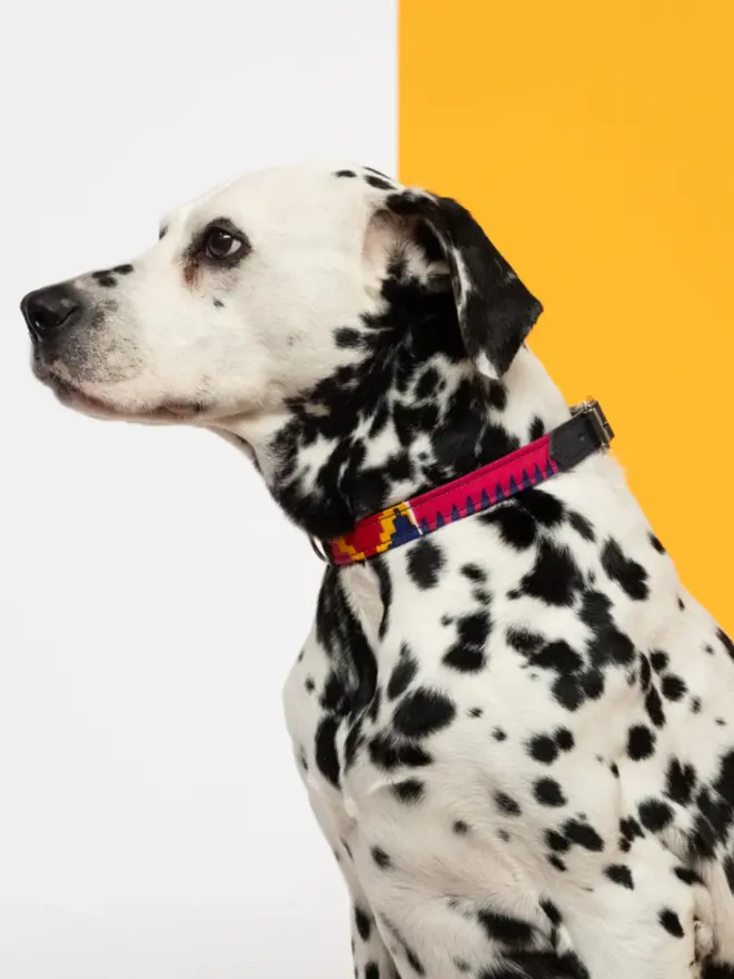 Cute dog wearing a colourful dog collar