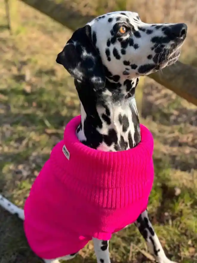 pink dog jumper on a dalmatian dog