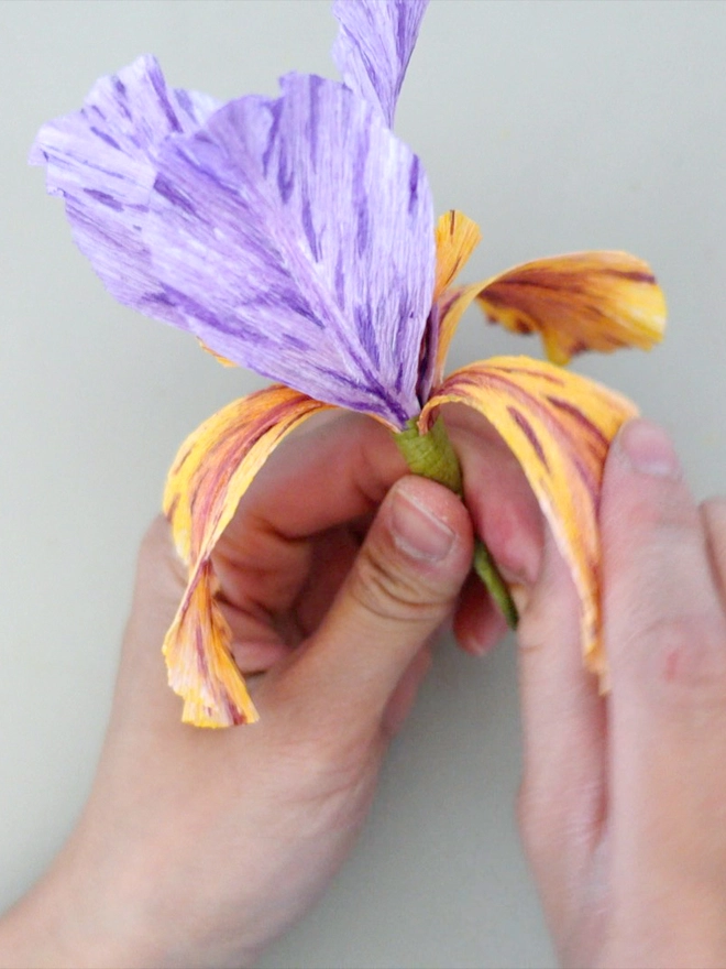 Crepe Paper Bearded Iris DIY Kit