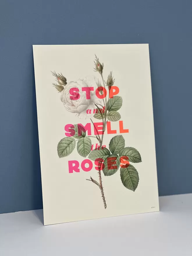 Photo of a screen print leaning against a blue background interior showing a beautiful floral pink rose with the words 'Stop and smell the roses' screen printed in flouro pink in over the top of the botanical illustration.