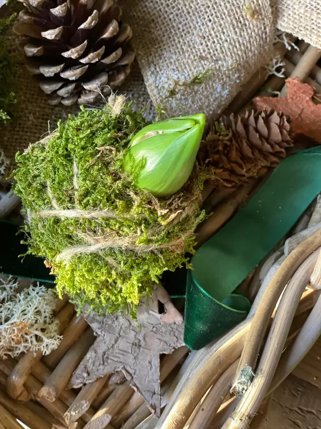 Three individual Hyacinth Kokedama bulbs wrapped in moss and soil,  string attached to hang in any location, sits in a small wicker basket with a pine cone, a dark green velvet ribbon one cm wide hangs across the basket, together with a thicker band of hessian looking material drapes over the basket, dried moss and a wooden bark star can also be seen.