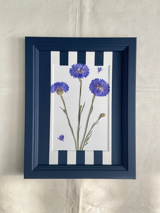 Pressed blue cornflowers in hand painted stripe mount and painted frame