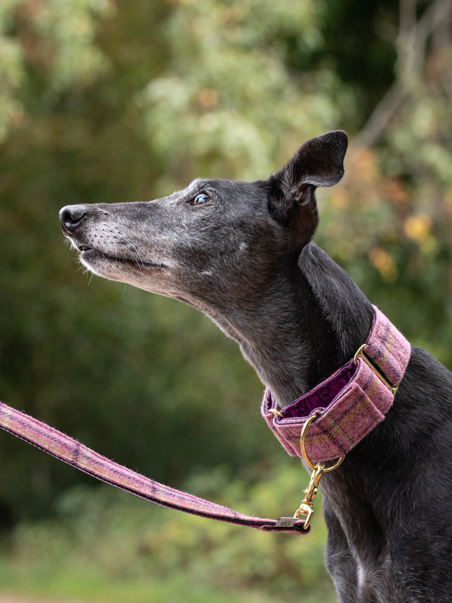 English Rose Tweed House Dog Collar